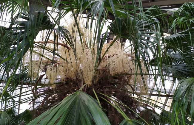 В ботсаду Киева зацвела 200-летняя пальма: фото