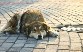 На Київщині масово вбивають котів та собак