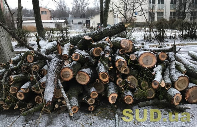 В Украине ужесточат наказание за вырубку деревьев в городах: Рада сделала первый шаг
