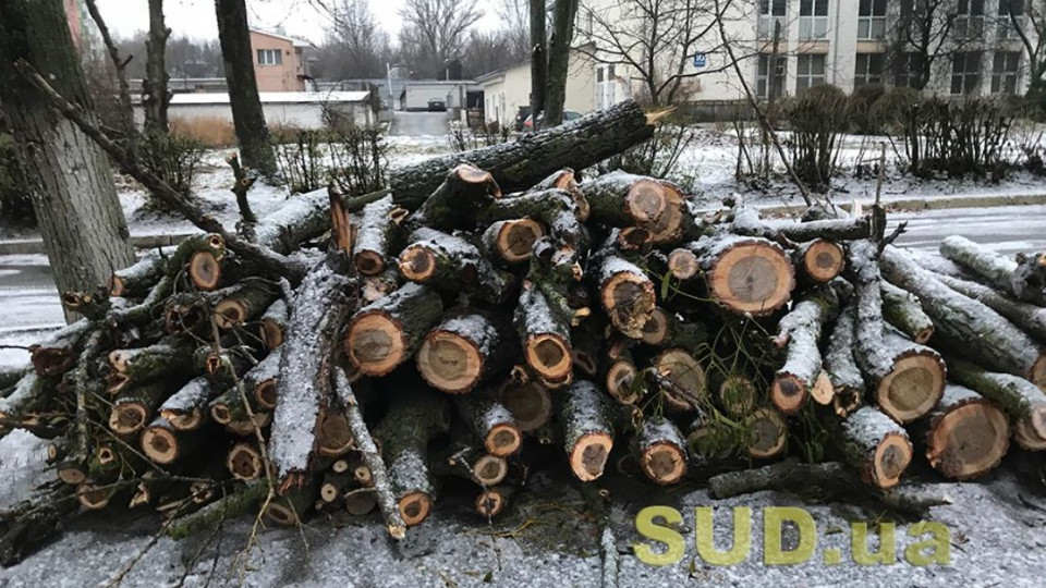 В Украине ужесточат наказание за вырубку деревьев в городах: Рада сделала первый шаг