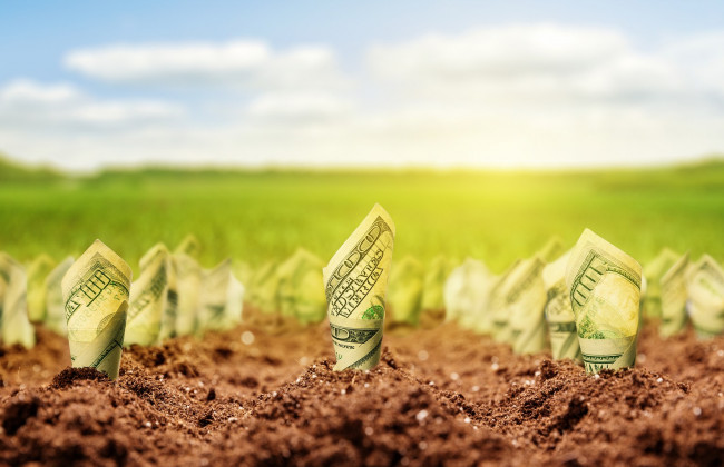 Автоматический переход права собственности на землю: почему «Слуги народа» приняли закон, поданный еще в 2015 году