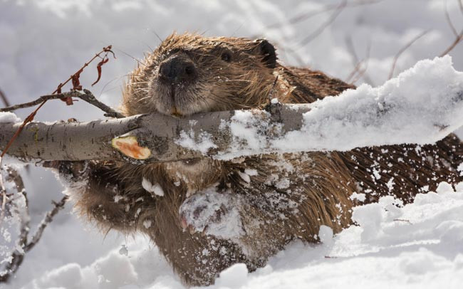 Под Киевом бобры оставили людей без света
