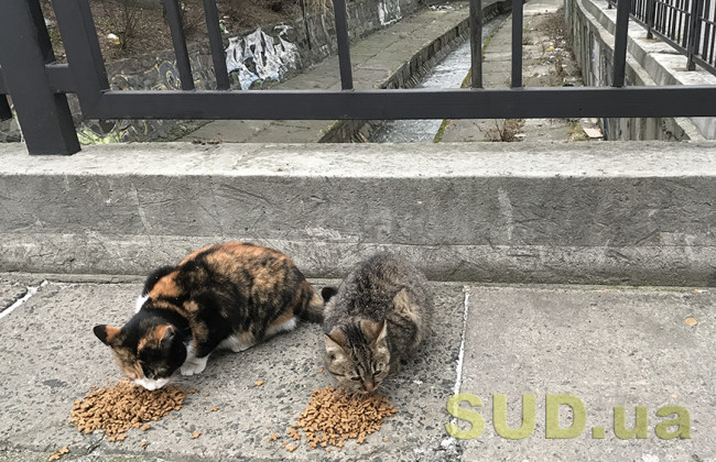 Собирал бездомных животных и мучал их: в Запорожской области орудовал живодер