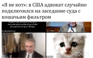 «Я не кот»: в США адвокат случайно подключился на заседание суда с кошачьим фильтром