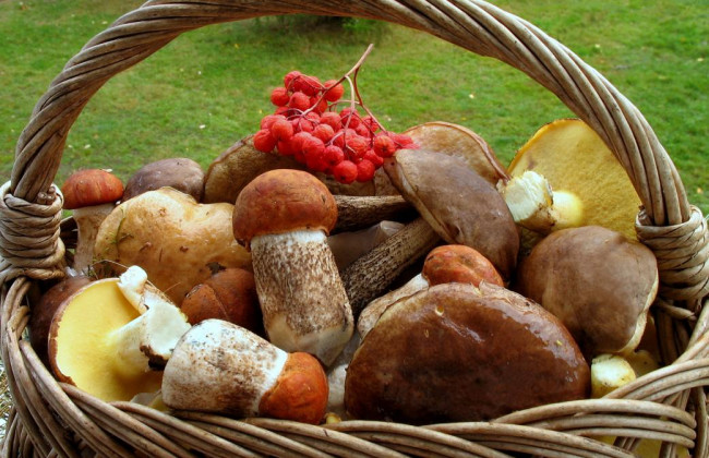 В Херсоне утвердили плату за сбор грибов и ягод: подробности