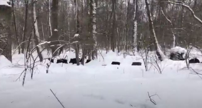 Під Києвом помітили стадо диких кабанів: є відео