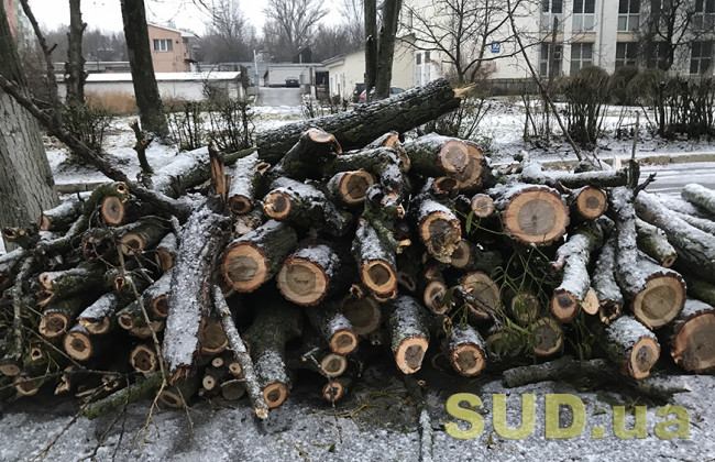 Ходил с бензопилой по городу и пилил деревья: под Киевом задержали злоумышленника