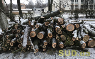 Ходил с бензопилой по городу и пилил деревья: под Киевом задержали злоумышленника