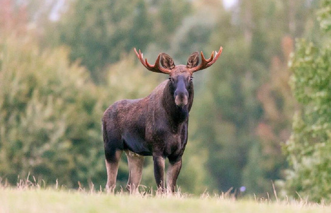 Под Киевом браконьеры убили беременную самку лося и напали на лесника