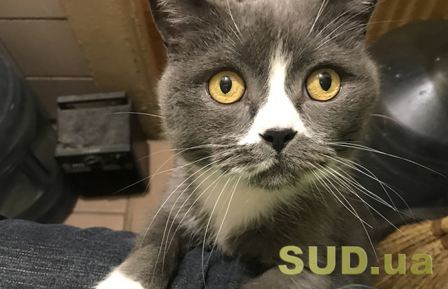 В Одессе женщина сбросила кота с десятого этажа, а потом добила его ножом