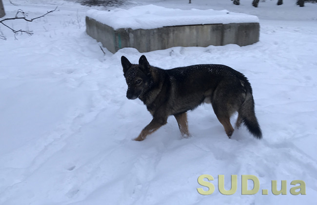 В Киеве на Русановке женщина пыталась спасти собаку и провалилась под лед, видео