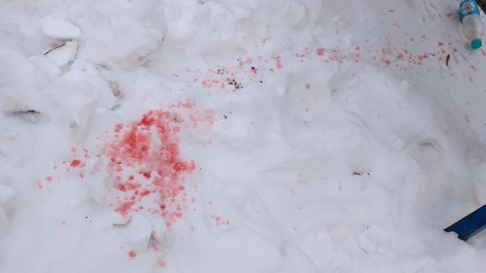 Розовый снег в Киеве: стало известно, опасен ли он для собак, видео