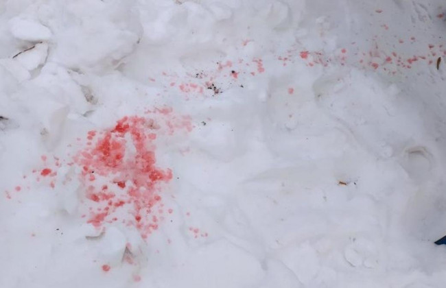 Розовый снег в Киеве: стало известно, опасен ли он для собак, видео