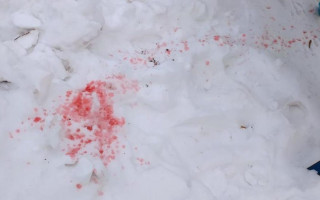 Розовый снег в Киеве: стало известно, опасен ли он для собак, видео