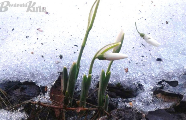 Киян потішили перші проліски: фото