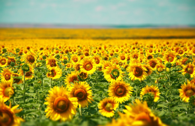 У НБУ очікують поступового зниження цін на сировину