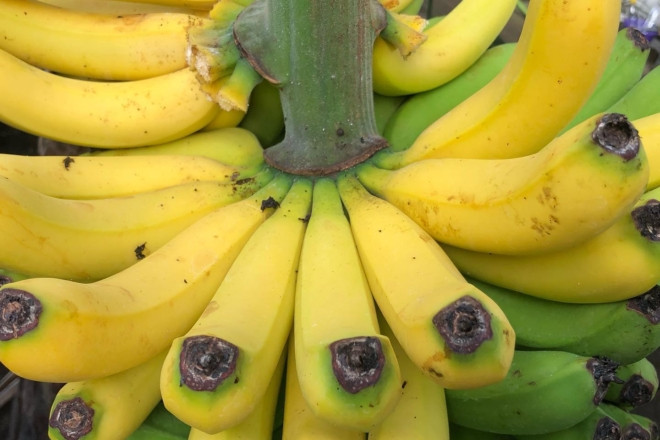 Українські тропіки: під Києвом достигають банани та квітнуть лимони, фото