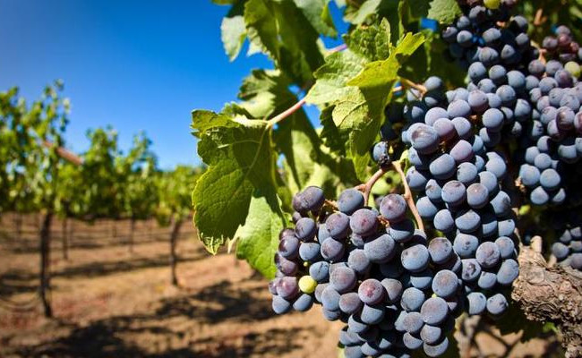 Уряд збільшує розмір компенсацій виробникам у сфері виноградарства, садівництва та хмелярства