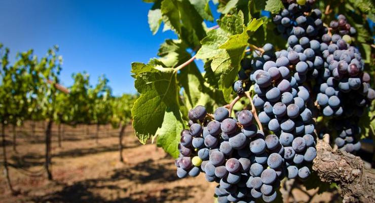 Уряд збільшує розмір компенсацій виробникам у сфері виноградарства, садівництва та хмелярства