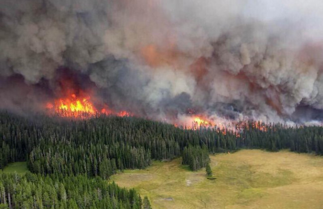 Президент підписав закон про посилення захисту лісів і запобігання пожежам на землях лісового та водного фонду