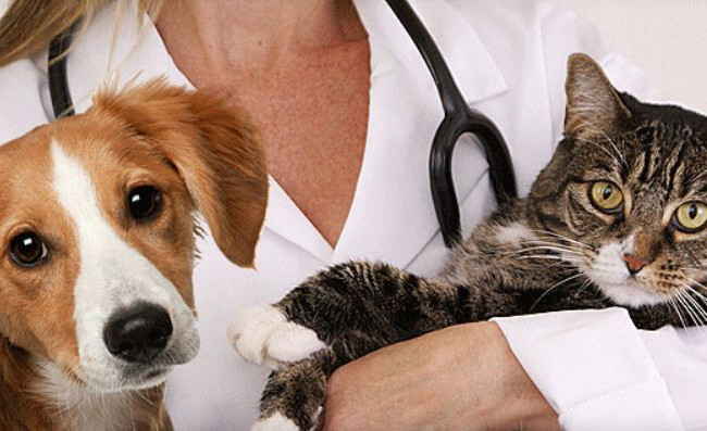 Зеленський підписав закон про ветеринарну медицину