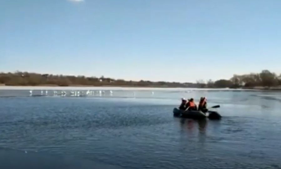 Ледяная ловушка: под Киевом спасли от смерти лебедей, видео