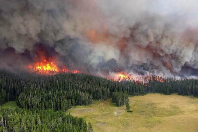 Президент підписав закон про посилення захисту лісів і запобігання пожежам на землях лісового та водного фонду