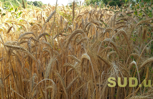 В Украине упал экспорт зерновых на 23%, – Минэкономики