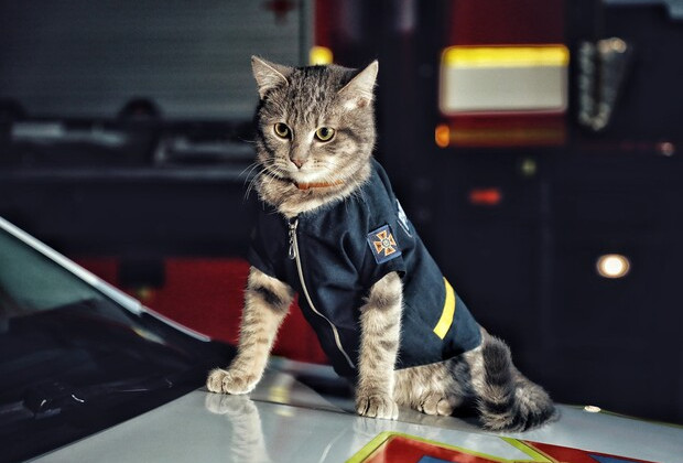В одной из частей ГСЧС Киева «служит» кот со званием майора: фото