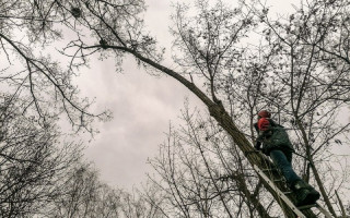 Под Киевом спасатели пришли на помощь застрявшему на дереве еноту