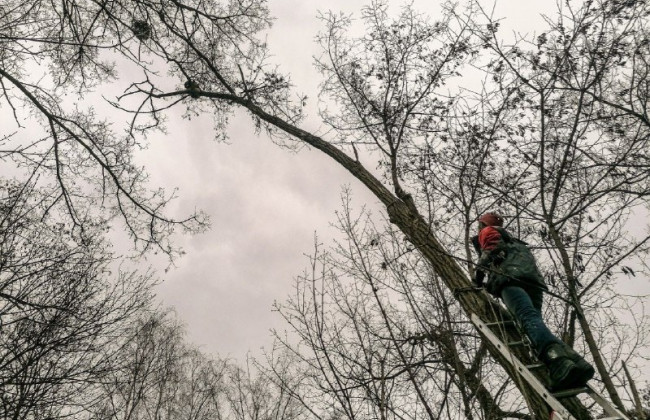 Под Киевом спасатели пришли на помощь застрявшему на дереве еноту