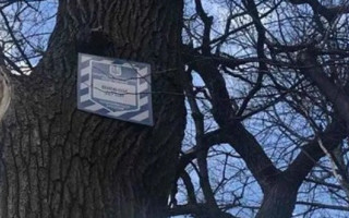 В Голосеевском парке столицы срубили 17 вековых дубов