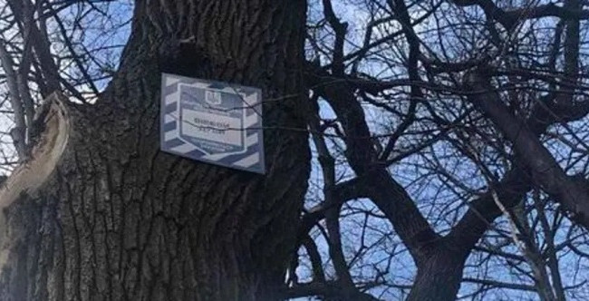 В Голосеевском парке столицы срубили 17 вековых дубов