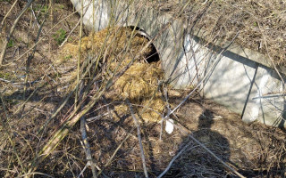В Киеве в канаве нашли убитого общественного активиста