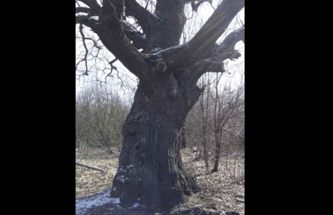 Киевские экологи обнаружили в Киеве 400-летний дуб