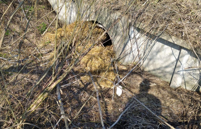 В Киеве в канаве нашли убитого общественного активиста