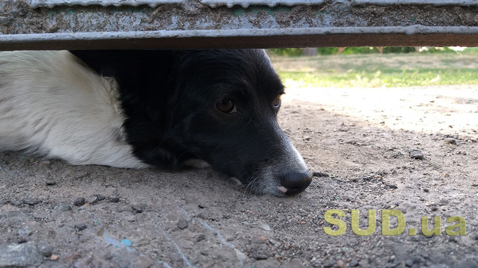 Киевлян предупреждают о массовых отравлениях собак: как спасти животное