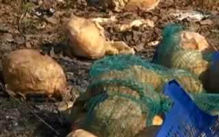 В одному з районів столиці невідомі засипали берег озера гнилою капустою