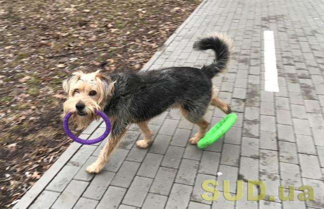 Под Киевом неизвестные устроили охоту на собак