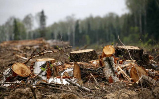 Понад 7 млн грн збитків через рубку лісу на Закарпатті: працівники лісгоспу постануть перед судом