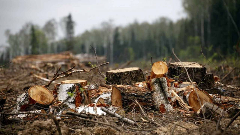 Понад 7 млн грн збитків через рубку лісу на Закарпатті: працівники лісгоспу постануть перед судом