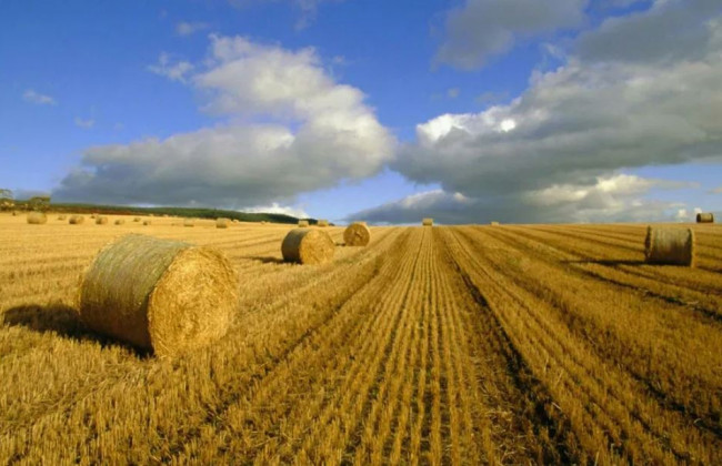 Уряд розширив фінансову підтримку с/г виробників: перелік напрямків