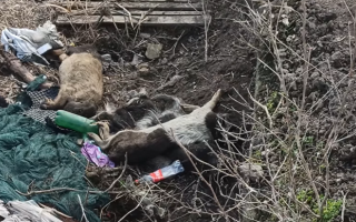 Свиньи бегают по трупам: под Киевом заметили огромную свалку, видео