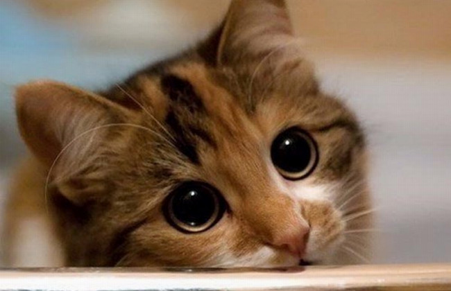 Киевлянке, которая в квартире морила котов голодом, грозит наказание, видео