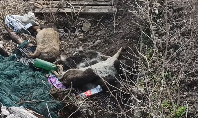 Свиньи бегают по трупам: под Киевом заметили огромную свалку, видео