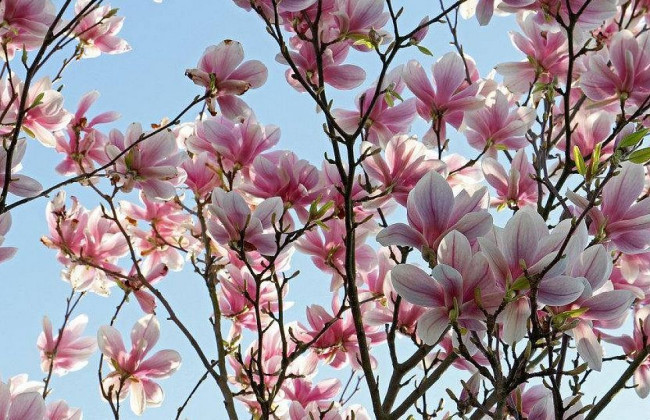 Весне локдаун не помеха: в Киеве распутились магнолии, фото