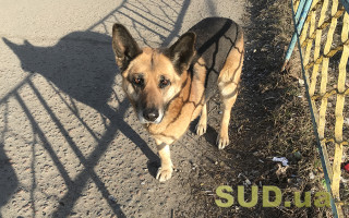 Під Києвом невідомий живодер прострелив собаці лапи