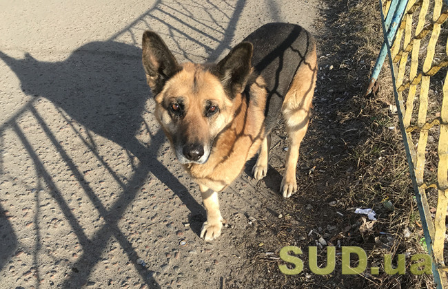 Під Києвом невідомий живодер прострелив собаці лапи