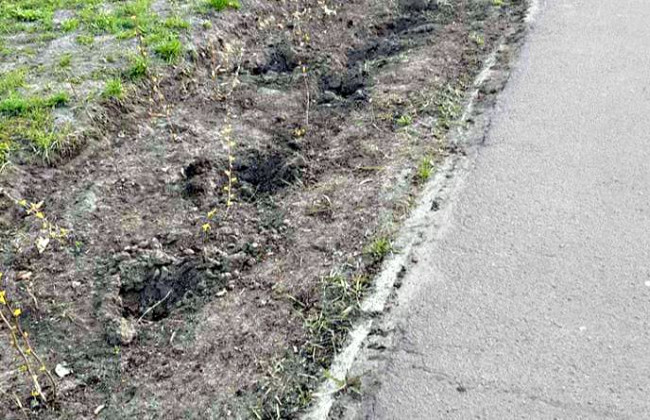 Дачний сезон розпочато: у Києві викрали кущі з парку