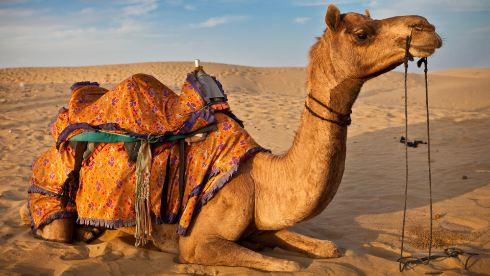 Новый вид коронавируса на Ближнем Востоке: заразиться можно от верблюдов